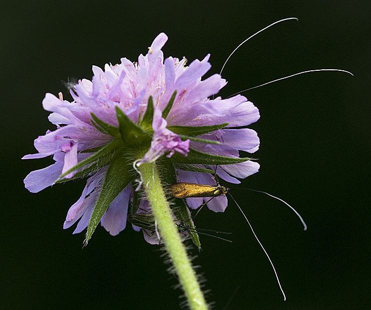 Nemophora metallica